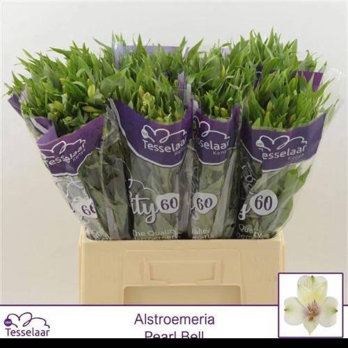 Alstroemeria Pearl Bell