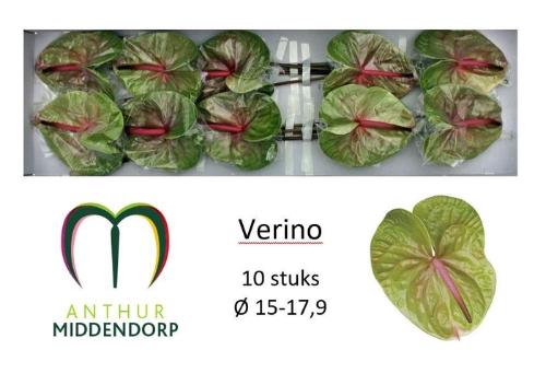 Anthurium Andreanum Grp Verino
