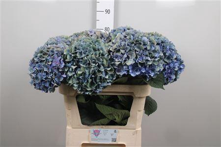 Hydrangea macrophylla 'Pimpernel'