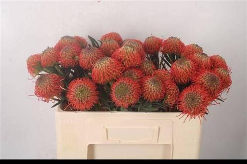 Leucospermum cordifolium 'Succession'