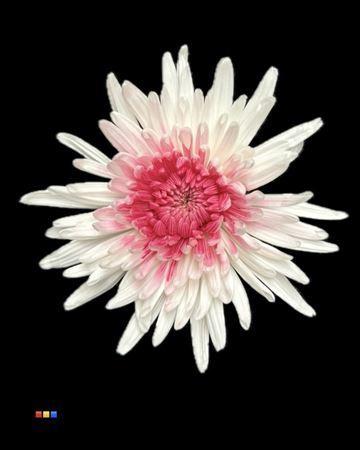Chrysanthemum geplozen kas kleurbehandeld H%