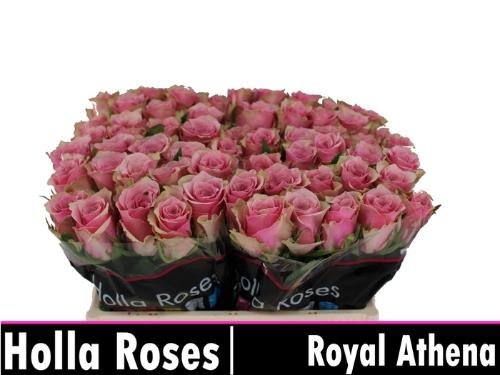 Rosa grootbloemig Athena Royale