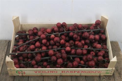 Siervruchten per tak Malus 'Evereste'