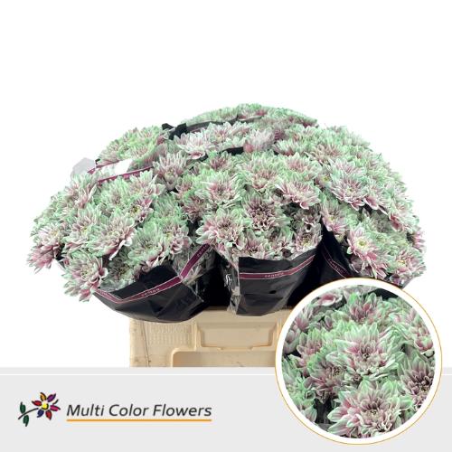 Chrysanthemum Indicum Grp tros kas kleurbehandeld H%