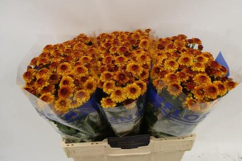 Chrysanthemum Indicum Grp tros santini 'Lexy'