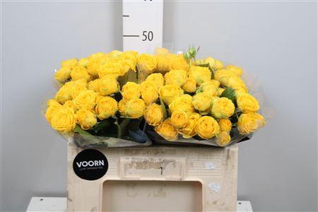 Rosa tros Luna Trendsetter