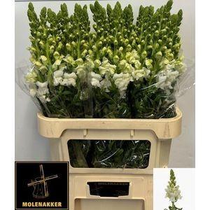 Antirrhinum majus 'Potomac Ivory White'