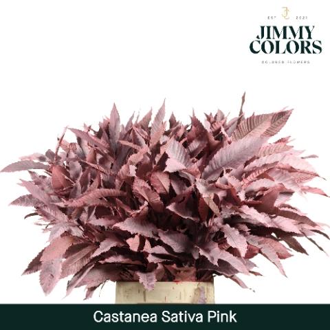 Castanea sativa kleurbehandeld H%