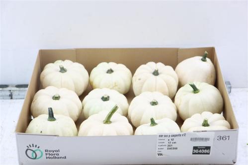 Cucurbita pepo