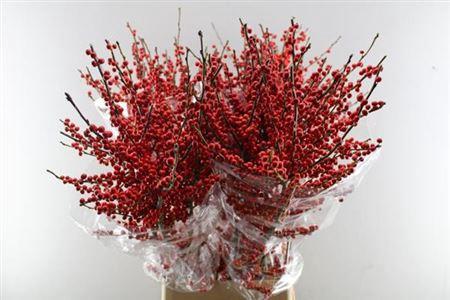 Ilex verticillata