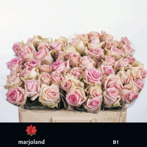 Rosa grootbloemig Sweet Dolomiti