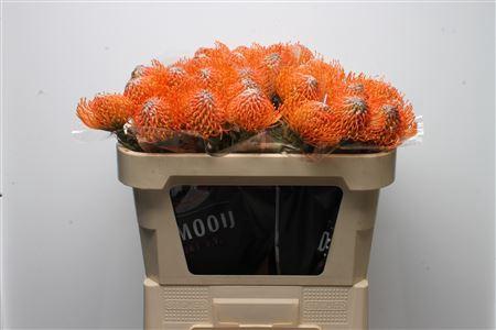 Leucospermum Ayoba Orange