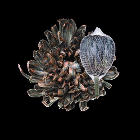 Chrysanthemum (Indicum Grp) geplozen Antonov kleurbehandeld H%