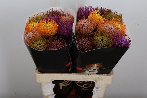 Leucospermum overig