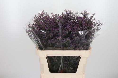 Limonium Safora Dark Blue