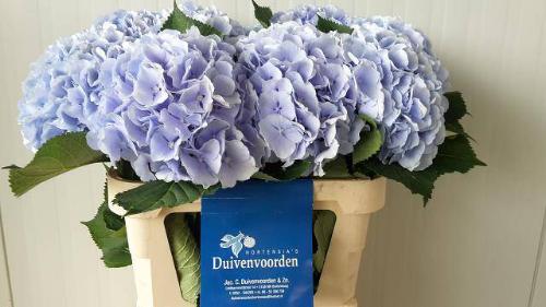 Hydrangea macrophylla 'Verena' (blauw)