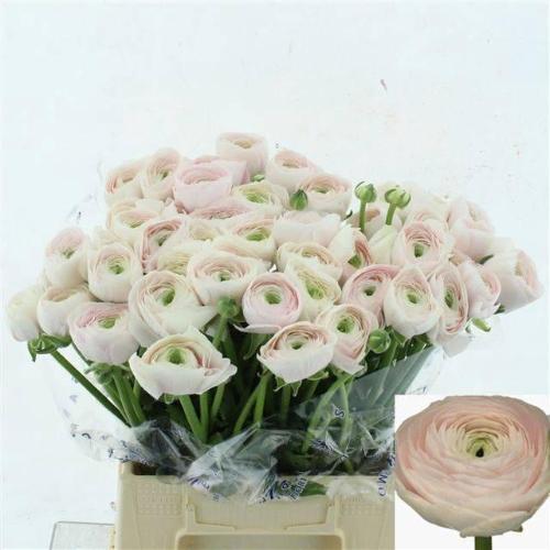 Ranunculus asiaticus Succes Hanoi