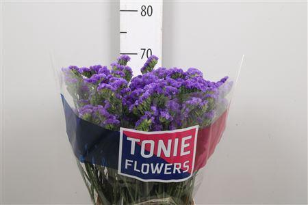 Limonium sinuatum 'Crystal Dark Blue'