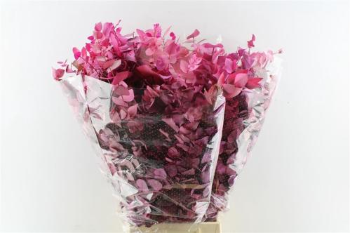 Eucalyptus kleurbehandeld per bos H%