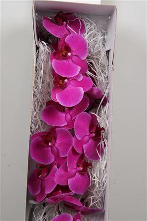 Phalaenopsis per bloem Anthura Stellenbosch