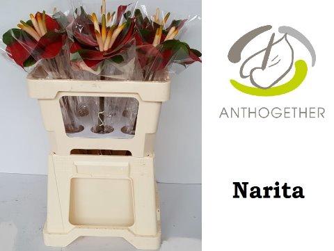 Anthurium Andreanum Grp Narita
