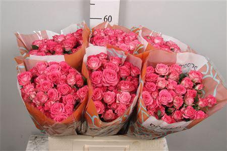 Rosa tros Sweet Julia