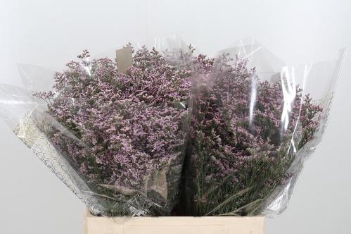 Limonium Safora Oshi Pink