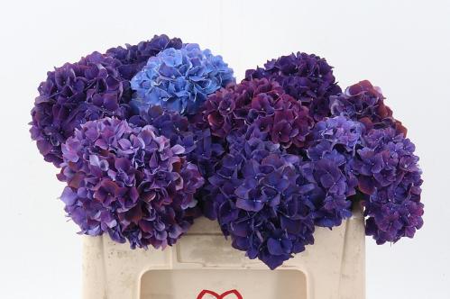 Hydrangea macrophylla Magical Rubyred (paars)