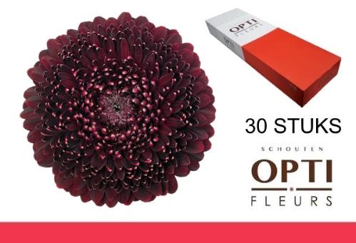 Gerbera Pomponi Black Pearl