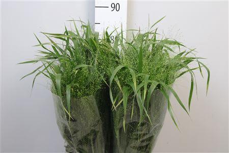 Panicum 'Fountain'