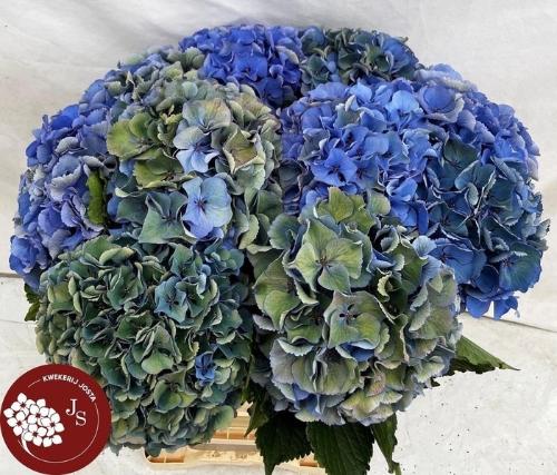 Hydrangea macrophylla Royal Parade (classic)