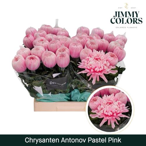 Chrysanthemum (Indicum Grp) geplozen Antonov kleurbehandeld H%