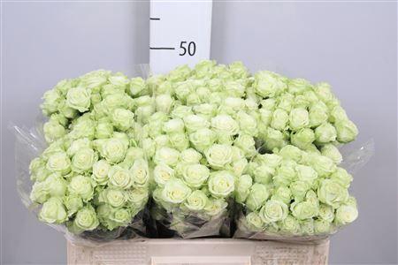 Rosa tros Green Glow