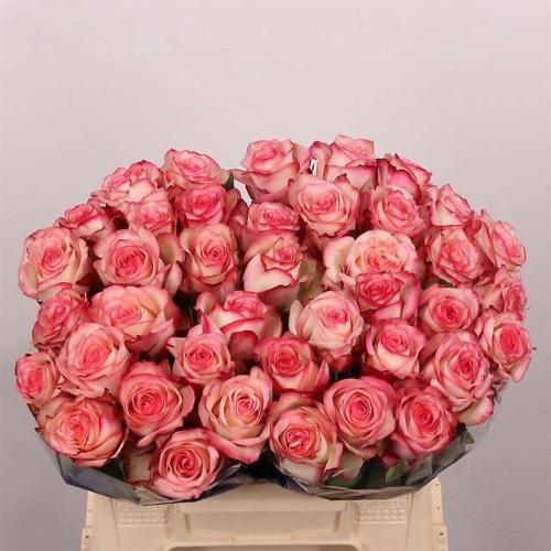 Rosa grootbloemig Paloma