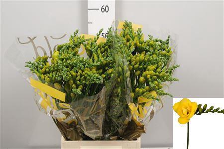 Freesia dubbelbloemig Soleil