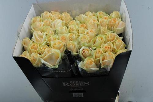 Rosa grootbloemig Avalanche Peach+