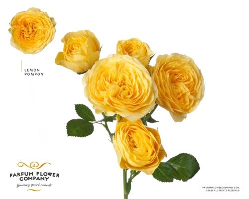 Rosa tros Lemon Pompon Freelander