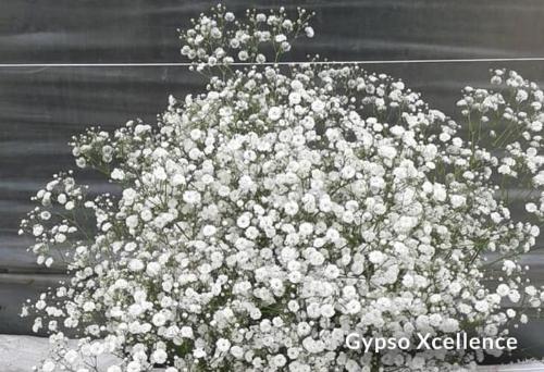 Gypsophila paniculata Xlence