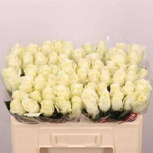 Rosa grootbloemig Albatros