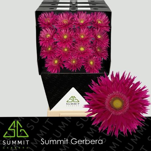 Gerbera grootbloemig spinvormig Kaa+