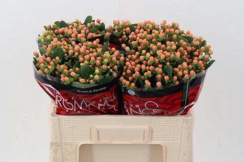 Hypericum androsaemum Mellow Romance