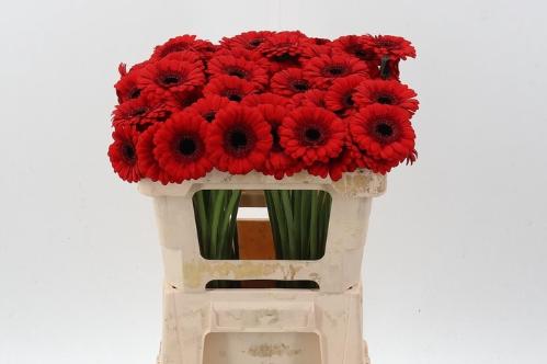 Gerbera mini Red Ruby
