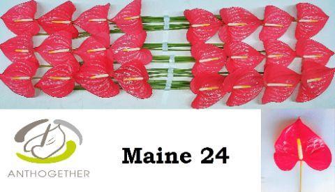 Anthurium (Andreanum Grp) Maine