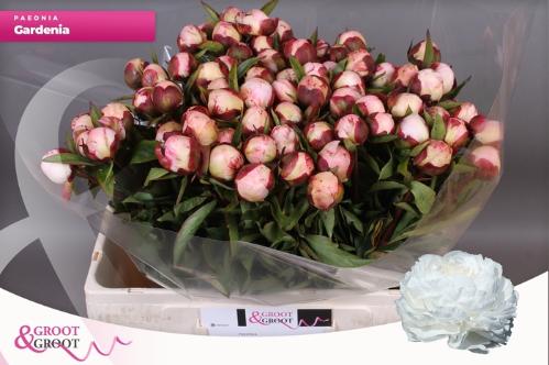 Paeonia Lactiflora Grp 'Gardenia'