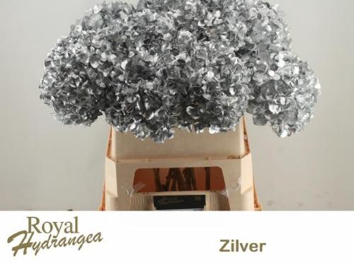Hydrangea overig kleurbehandeld H%