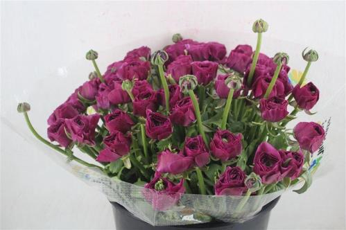 Ranunculus overig