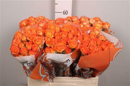 Rosa tros Orange Dimension
