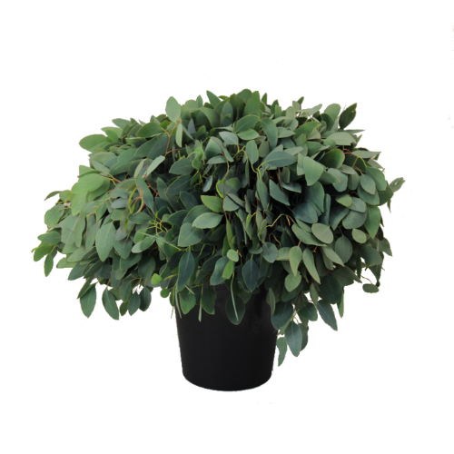 Eucalyptus per bos populifolia