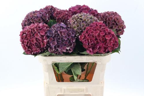 Hydrangea macrophylla 'Mon Amour' (classic)