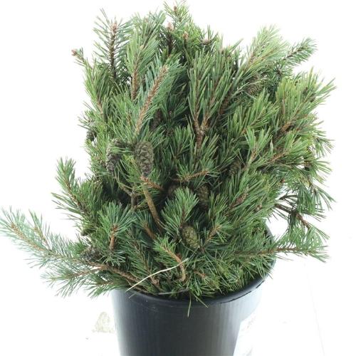 Pinus mugo var. mughus